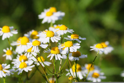 Himalayan Chamomile