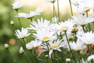 Himalayan Chamomile