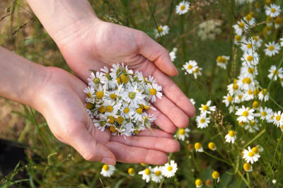 Himalayan Chamomile