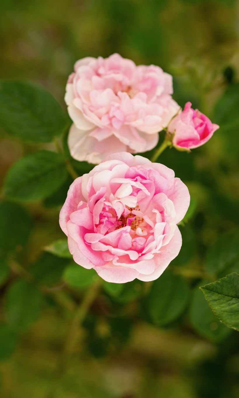 Himalayan Roses